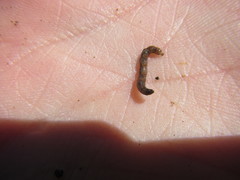 Aphrophila