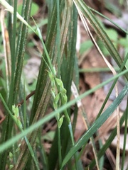 Carex ignota