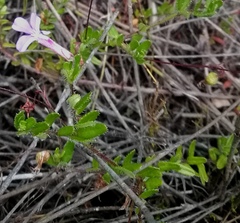 Lobelia neglecta