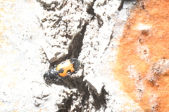 Glischrochilus moratus