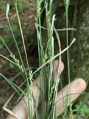 Carex ignota