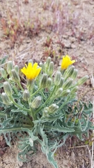 Crepis occidentalis