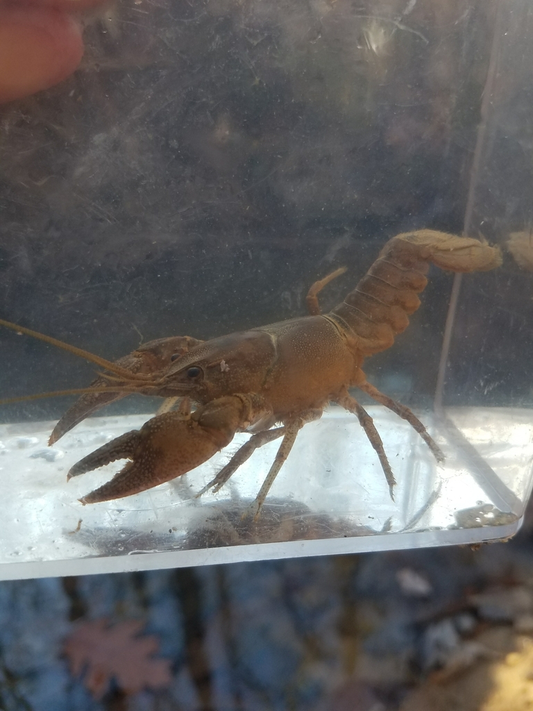 Rocky River Crayfish