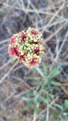 Eriogonum douglasii