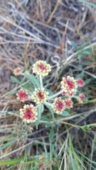 Eriogonum douglasii