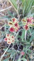 Eriogonum douglasii