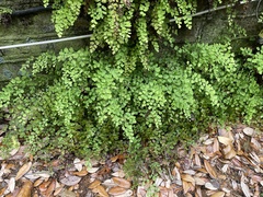 Adiantum capillus-veneris