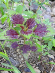 Amaranthus tricolor