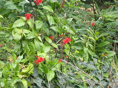 Odontonema tubaeforme