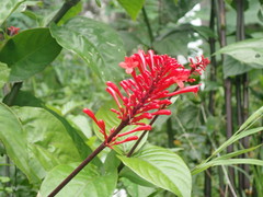 Odontonema tubaeforme