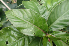 Odontonema tubaeforme