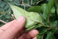 Odontonema tubaeforme