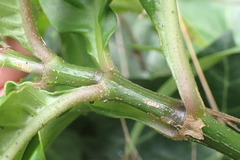 Odontonema tubaeforme