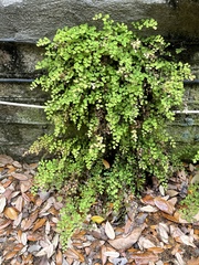 Adiantum capillus-veneris