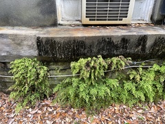 Adiantum capillus-veneris