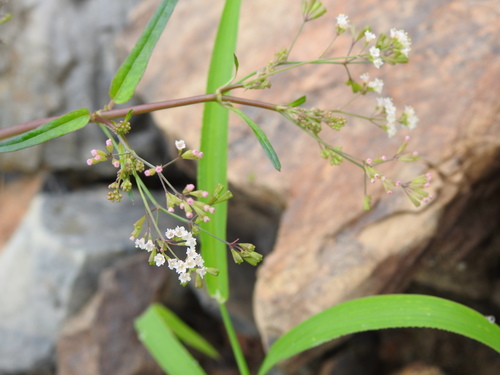 Boerhavia erecta iNat (2)