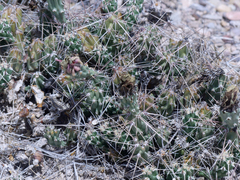 Grusonia aggeria
