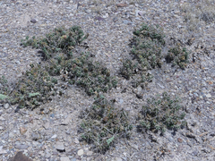 Grusonia aggeria