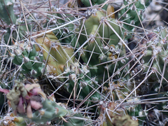 Grusonia aggeria