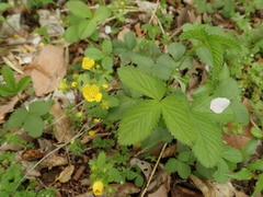 Potentilla freyniana