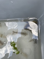 Penaeus aztecus