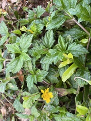 Sphagneticola trilobata