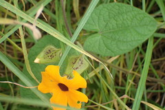 Thunbergia alata