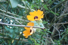 Thunbergia alata