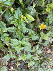 Sphagneticola trilobata