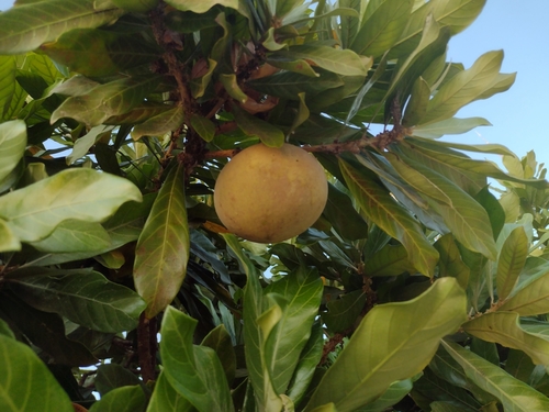 Image of Pouteria Glomerata (Pouteria glomerata) by (c) Alexis López Hernández, some rights reserved (CC BY)