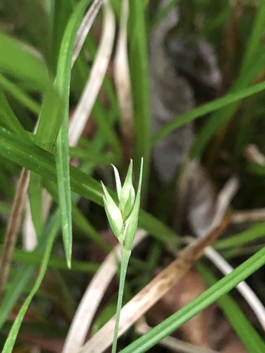 Willdenow's sedge (Carex basiantha)