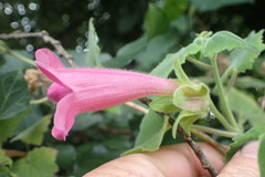 Lophospermum erubescens