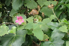 Lophospermum erubescens