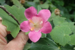 Lophospermum erubescens