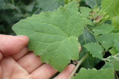 Lophospermum erubescens