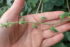 Lophospermum erubescens