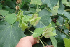 Lophospermum erubescens