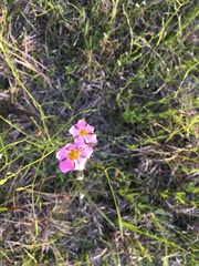 Sabatia grandiflora