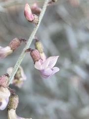 Astragalus solitarius