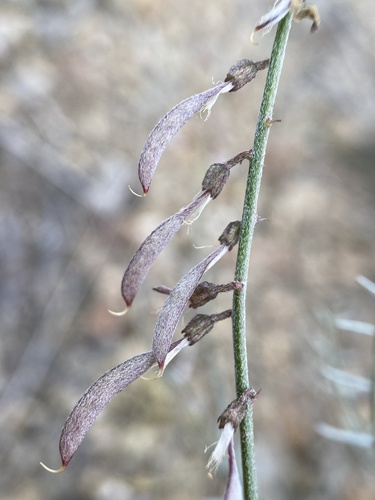 Astragalus solitarius M. Peck