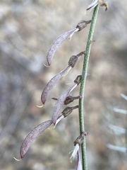 Astragalus solitarius