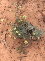 Oreocarya confertiflora