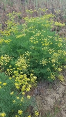 Lomatium thompsonii