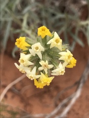 Oreocarya confertiflora