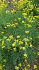 Lomatium thompsonii