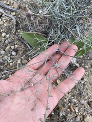 Astragalus solitarius
