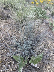 Astragalus solitarius