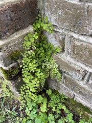 Adiantum capillus-veneris