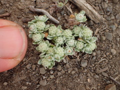 Psilocarphus tenellus