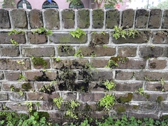 Adiantum capillus-veneris